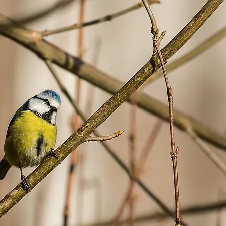 فندق مبيت وإفطار Ferme De Leuze Rustieke Nabij Durbuy, Eigen Laadpalen 2*